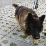 Znaleziono psa, Bydgoszcz, 13 września 2021