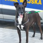 Znaleziono psa, Bydgoszcz, 2 sierpnia 2022