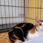 Znaleziono kota, Sosnowiec, 26 lutego 2023