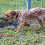 Pies do adopcji, Sopot, 25 lutego 2023