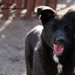 Pies do adopcji, Nowy Dwór Mazowiecki, 16 lipca 2021