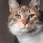 Kot do adopcji, Zielona Góra, 27 lutego 2023