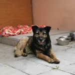 Pies do adopcji, Chojnice, 26 sierpnia 2022