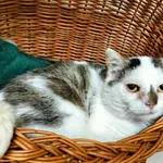 Kot do adopcji, Chojnice, 27 stycznia 2023