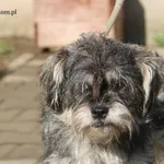 Pies do adopcji, Nowy Dwór Mazowiecki, 13 października 2023