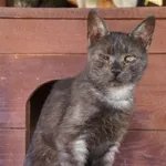 Kot do adopcji, Młodolino, 20 października 2020
