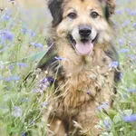 Pies do adopcji, Młodolino, 19 czerwca 2020