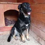 Pies do adopcji, Młodolino, 6 sierpnia 2021