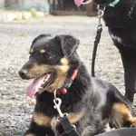 Pies do adopcji, Młodolino, 6 września 2022