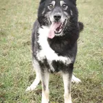 Pies do adopcji, Młodolino, 31 grudnia 2020