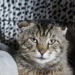 Kot do adopcji, Młodolino, 28 lipca 2022