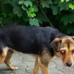 Znaleziono psa, Młodolino, 18 lipca 2022