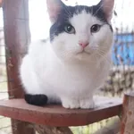 Kot do adopcji, Młodolino, 15 września 2022