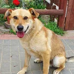 Pies do adopcji, Młodolino, 29 czerwca 2022