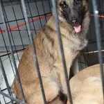 Pies do adopcji, Młodolino, 27 lipca 2022