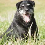 Pies do adopcji, Młodolino, 29 kwietnia 2019
