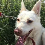 Pies do adopcji, Młodolino, 19 stycznia 2018