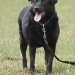 Pies do adopcji, Młodolino, 12 marca 2019