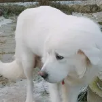 Pies do adopcji, Młodolino, 9 grudnia 2022