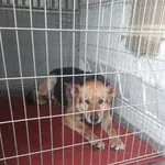 Pies do adopcji, Młodolino, 20 lipca 2020