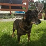Pies do adopcji, Młodolino, 1 września 2021