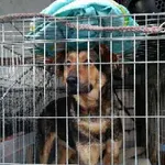 Pies do adopcji, Młodolino, 19 stycznia 2023