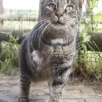Kot do adopcji, Młodolino, 14 czerwca 2018