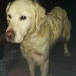 Znaleziono psa, Młodolino, 16 grudnia 2022