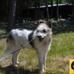 Pies do adopcji, Chełmek, 12 czerwca 2020