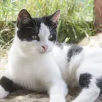 Kot do adopcji, Młodolino, 7 stycznia 2021