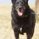 Pies do adopcji, Młodolino, 29 kwietnia 2019
