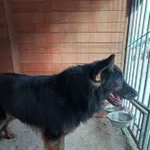 Pies do adopcji, Młodolino, 13 lutego 2021