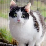 Kot do adopcji, Młodolino, 20 maja 2021