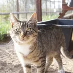 Kot do adopcji, Młodolino, 4 października 2021