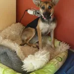Pies do adopcji, Młodolino, 14 czerwca 2018