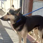 Pies do adopcji, Młodolino, 13 października 2021