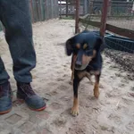Pies do adopcji, Młodolino, 1 grudnia 2022