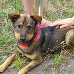 Pies do adopcji, Młodolino, 13 czerwca 2022