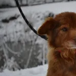 Pies do adopcji, Chełmek, 1 stycznia 2023