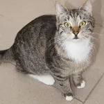 Kot do adopcji, Młodolino, 28 lipca 2021