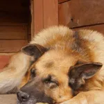 Znaleziono psa, Młodolino, 7 lipca 2020