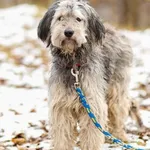 Pies do adopcji, Elbląg, 25 lutego 2023