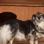 Pies do adopcji, Młodolino, 13 czerwca 2018