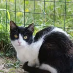 Kot do adopcji, Młodolino, 3 sierpnia 2021