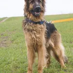 Pies do adopcji, Młodolino, 8 września 2021