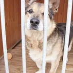 Pies do adopcji, Młodolino, 2 stycznia 2019