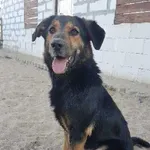 Pies do adopcji, Młodolino, 19 marca 2019