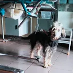 Pies do adopcji, Młodolino, 19 listopada 2022