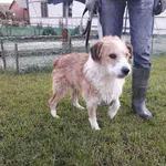 Pies do adopcji, Młodolino, 17 października 2020