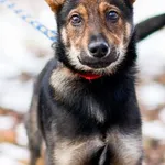 Pies do adopcji, Elbląg, 25 lutego 2023